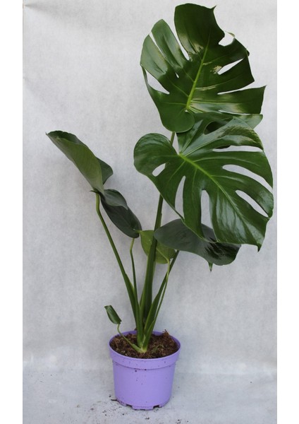 Deve Tabanı 60-80 cm