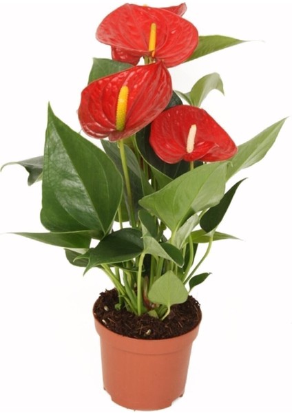 Anthurium Andraeanum Red - Kırmızı Antoryum Flamingo Çiçeği Iç Mekan Salon Bitkisi