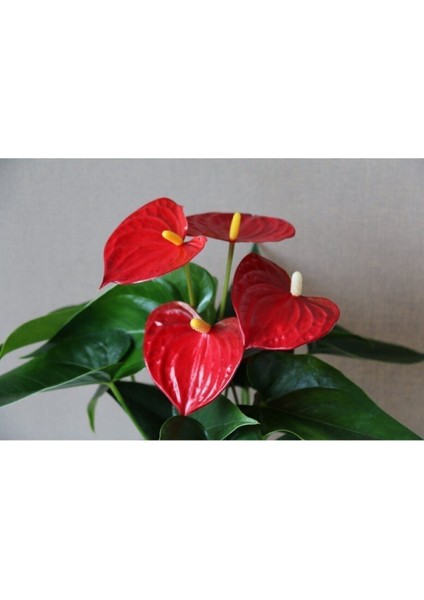 Anthurium Andraeanum Red - Kırmızı Antoryum Flamingo Çiçeği Iç Mekan Salon Bitkisi fiyatları