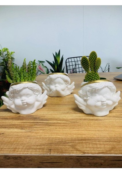 Melek Saksı Ekili Leş Kaktüs Zebra ve Tavşan Kulağı Çiçeği