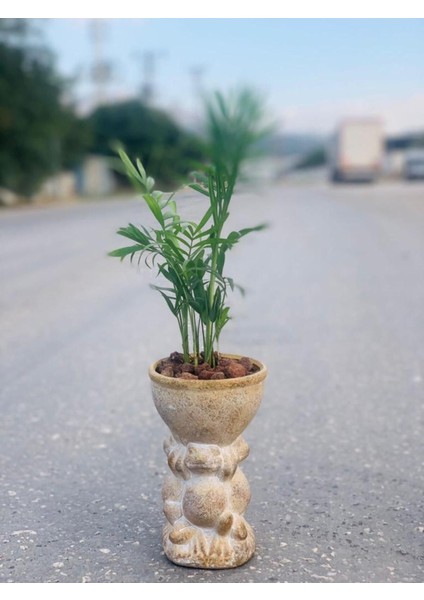 Kurbağa Desenli Saksıda Ekili Areka Palmiyesi