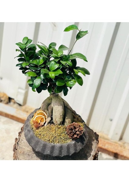 Bi Kaktüs Dünyası Bonsai