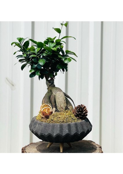 Bi Kaktüs Dünyası Bonsai