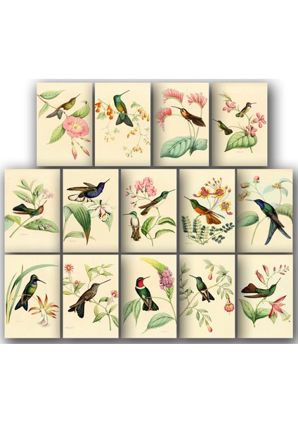 Kuşlar Temalı Kartpostal Seti (10X15 cm 14ADET)