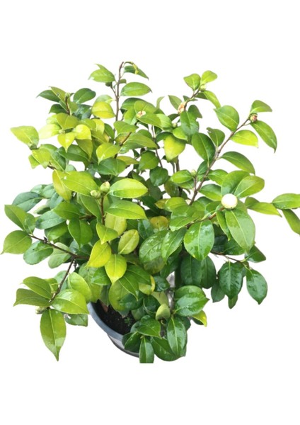 Armenbotanik Çok Yıllık Büyük Boy Kamelya Çiçeği (Beyaz Çiçekli) fırsatları