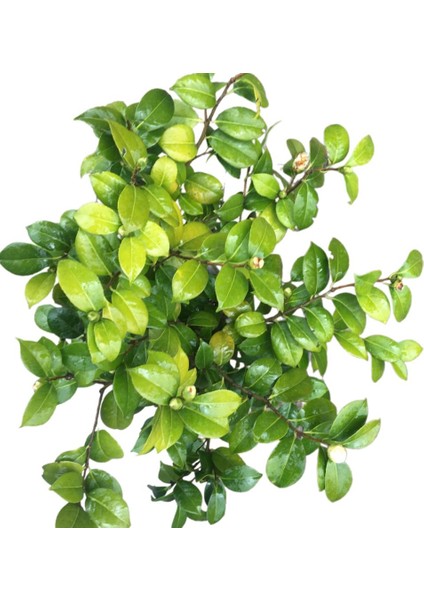 Armenbotanik Çok Yıllık Büyük Boy Kamelya Çiçeği (Beyaz Çiçekli) indirimleri