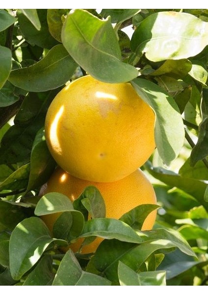 Greyfurt Fidanı 120 cm(Citrus paradisi)