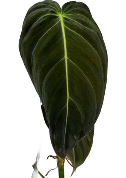 Philodendron Melanochrysum fiyatları
