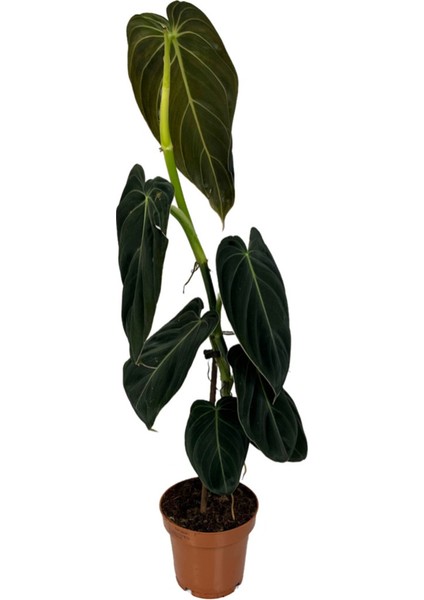 Philodendron Melanochrysum