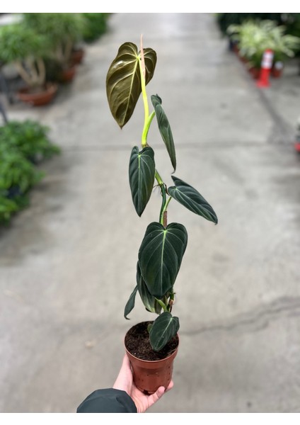 Philodendron Melanochrysum modelleri
