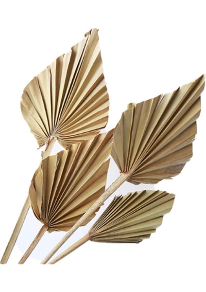 Doğal Büyük Kurutulmuş Palmiye Yaprakları-8 Adet Stil Sanat Duvar Asılı Süsleme Düğün Dekor Için Kurutulmuş Palmiye Mızrakları,декоративные Подарки (Yurt Dışından)