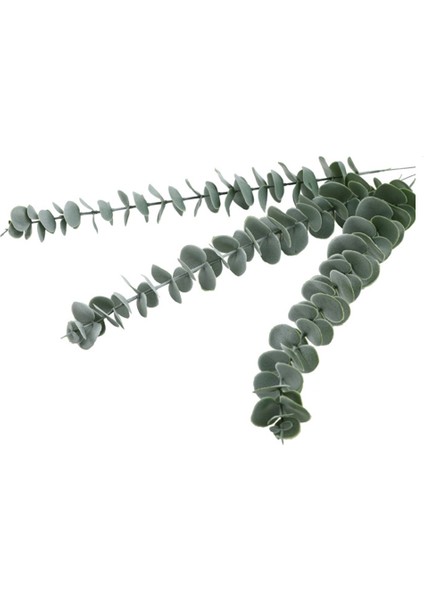 24 Adet Okaliptüs Dalları Doğal Okaliptüs Kaynaklanıyor Gerçek Duş Için Canlı Okaliptüs Bitki Kapalı Düğün Dıy Dekorasyon (Yurt Dışından) fiyatları