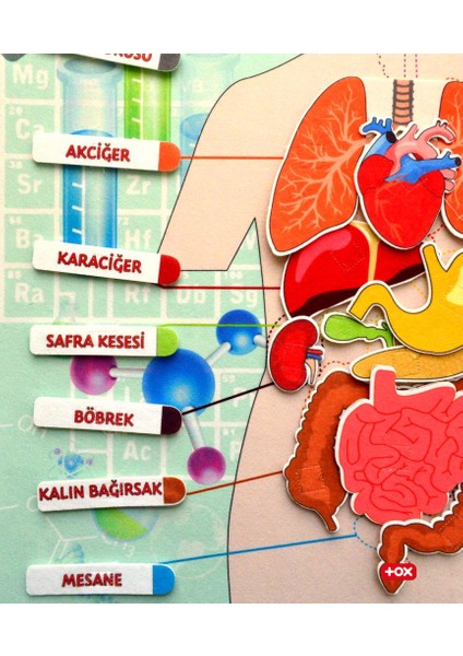 LISINYA247 2 Set - 69 Parça Iç Organlar ve Takvimi Öğreniyorum Keçe Cırtlı Duvar Panoları , Eğitici Oyuncak