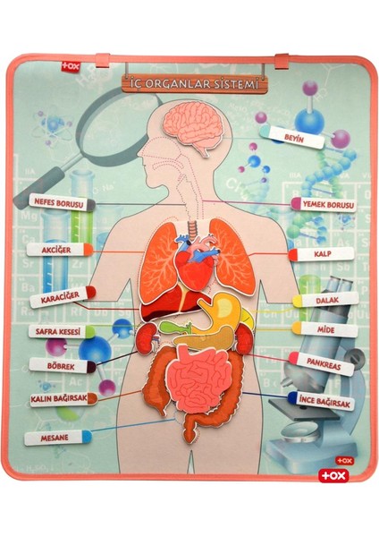 LISINYA247 Iç Organlar Sistemi Keçe Duvar Panosu , Eğitici Oyuncak