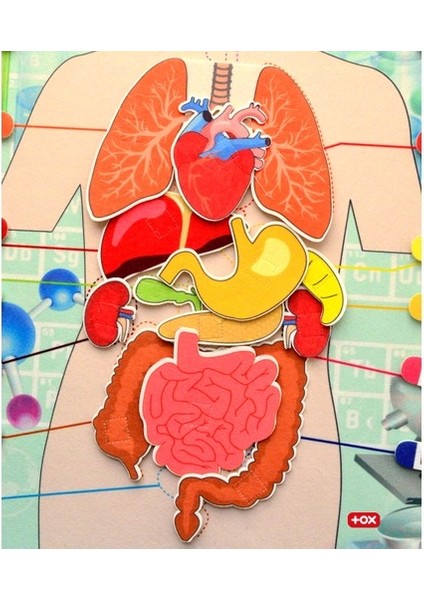 LISINYA247 Iç Organlar Sistemi Keçe Duvar Panosu , Eğitici Oyuncak