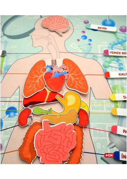 LISINYA247 Iç Organlar Sistemi Keçe Duvar Panosu , Eğitici Oyuncak