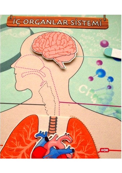 LISINYA247 Iç Organlar Sistemi Keçe Duvar Panosu , Eğitici Oyuncak