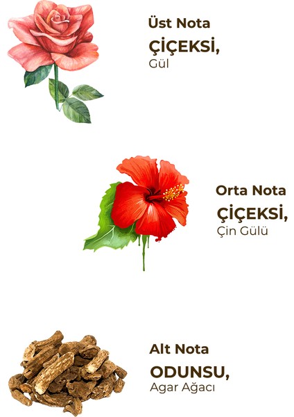 Montqueen Oud Parfümlü Kolonya 100 ml - Cam Şişe fırsatları