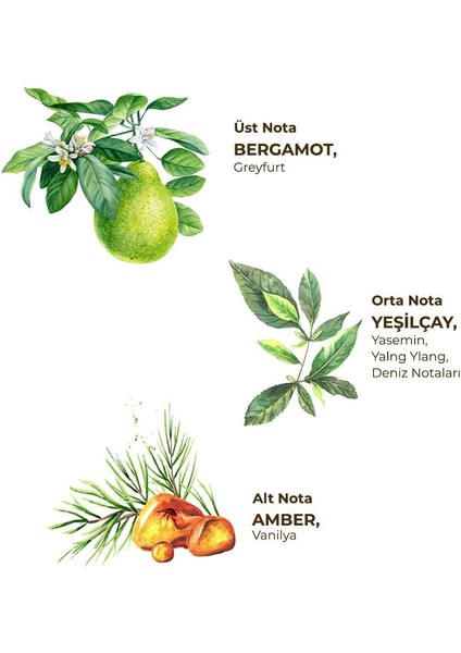 Beyaz Çay Kolonyası 400 ml - Pet Şişe