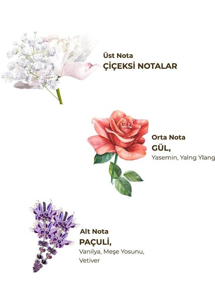 Paris Gecesi Kolonyası 400 ml - Pet Şişe fırsatları