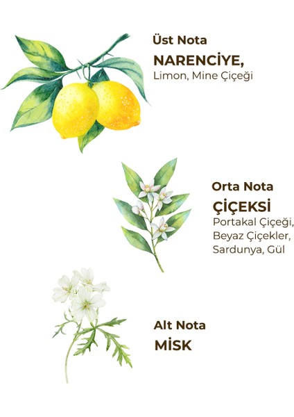 Verbena Citrus 150 ml Eau De Toilette fırsatları