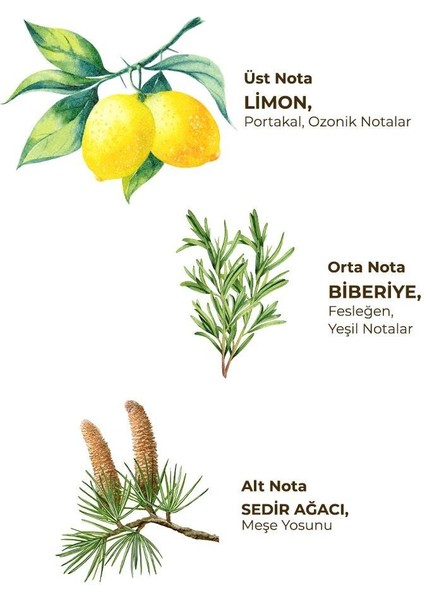 Yağmur Ormanları Kolonyası 400 ml - Cam Şişe