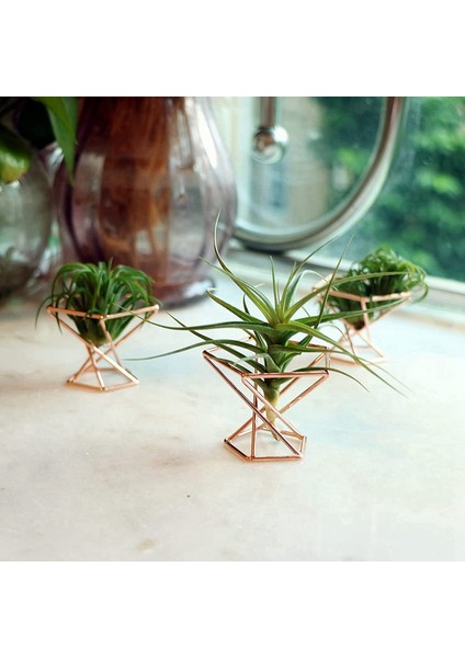 Paket 5 Hava Tesisi Tutucu Hava Tesisleri Tutucular Tillandsias Ekran Hava Temizleme Tesisi Konteyner Hava Fern Standı (Yurt Dışından)