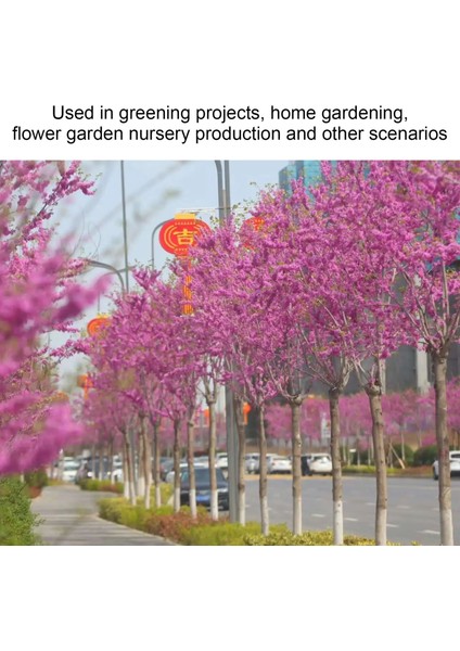 Ağaç Tohumları, Süs 1.7oz Erguvan Tohumları Şehir Yolu Için Ev Için Büyük Tek Çiçek (Yurt Dışından) modelleri