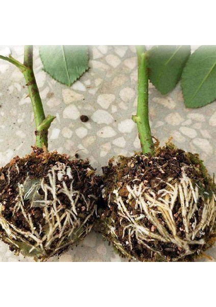 Bitki Kök Topu Kutusu Korozyona Dayanıklı Ağaç Köklendirici Bitki Kök Yayılım Aşılama Kutusu (Yurt Dışından)