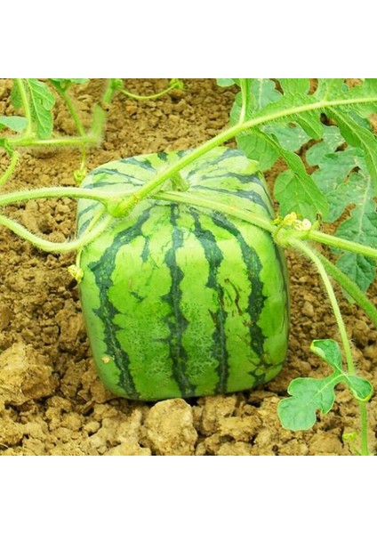 Kare Kalp Karpuz Kalıp Bahçe Meyve Büyüme Şekillendirme Şekillendirme Kalıp Aracı Güneş Işığı Süper Mağaza (Yurt Dışından) indirimleri