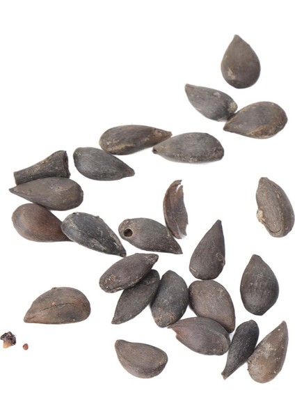 Yabanmersini Tohumları, 100 Adet Ahududu Tohumu Bahçeler Için 5 Çeşit (Yurt Dışından)