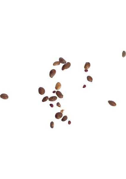 Yabanmersini Tohumları, 100 Adet Ahududu Tohumu Bahçeler Için 5 Çeşit (Yurt Dışından) modelleri