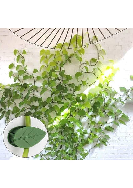 Bitki Tırmanma Duvarı Armatür Klipsleri Görünmez Duvar Sarmaşıkları Sabitleme Klipsleri (Yurt Dışından) fiyatları