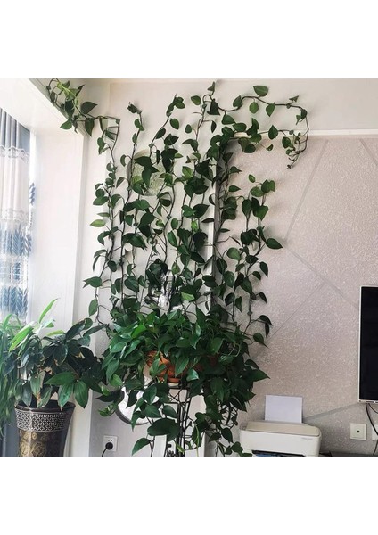 Bitki Tırmanma Duvarı Armatür Klipsleri Görünmez Duvar Sarmaşıkları Sabitleme Klipsleri (Yurt Dışından) fırsatları