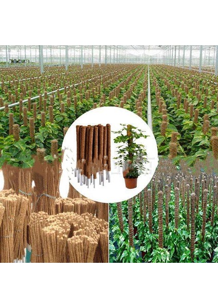 Bitki Tırmanma Hindistan Cevizi Totem Direği Güvenli Bahçecilik Hindistan Cevizi Hurma Sopa Tırmanma Güneş Işığı Süper Mağaza (Yurt Dışından) modelleri