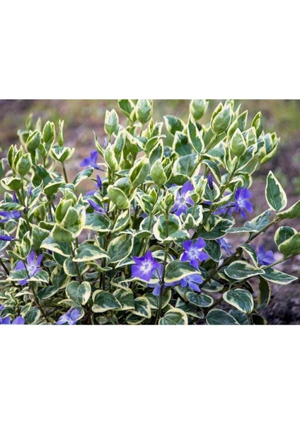 Alacalı Cezayir Menekşesi, Vinca Major Variegata, Çiçek Fidanı