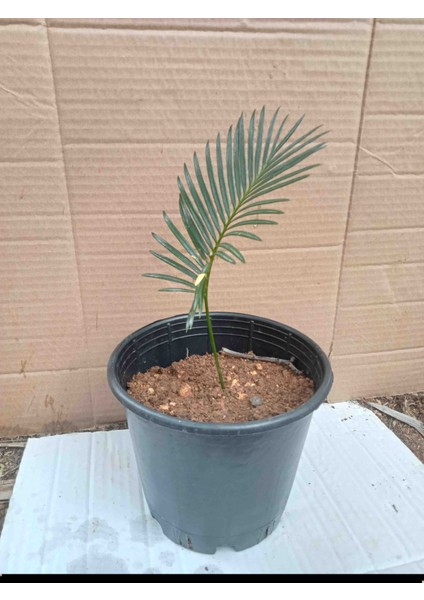 Sikas Sagu Palmiyesi Fidanı Cycas Revoluta