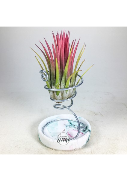 Tillandsia Ionantha Rubra (M) - El Yapımı Dekoratif Standı ile Hava Bitkisi Air Plant