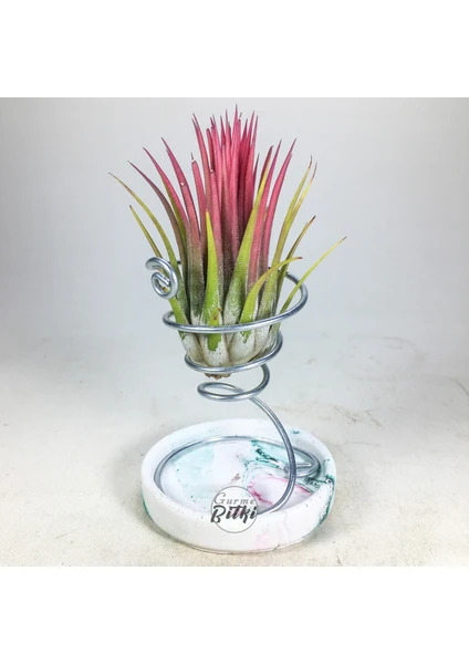 Gurme Bitki Tillandsia Ionantha Rubra (M) - El Yapımı Dekoratif Standı ile Hava Bitkisi Air Plant