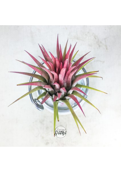 Tillandsia Ionantha Rubra (M) - El Yapımı Dekoratif Standı ile Hava Bitkisi Air Plant