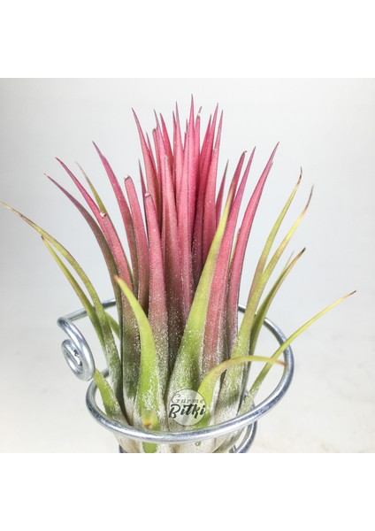 Tillandsia Ionantha Rubra (M) - El Yapımı Dekoratif Standı ile Hava Bitkisi Air Plant