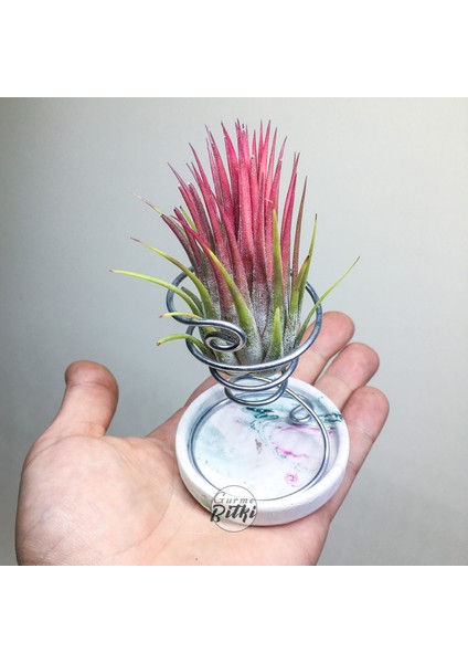 Tillandsia Ionantha Rubra (M) - El Yapımı Dekoratif Standı ile Hava Bitkisi Air Plant