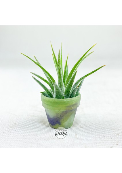 Tillandsia Ionantha Pup (Xs) El Yapımı Minyatür Saksıda Hava Bitkisi Airplant Nadir Bitki