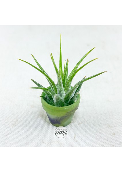 Tillandsia Ionantha Pup (Xs) El Yapımı Minyatür Saksıda Hava Bitkisi Airplant Nadir Bitki