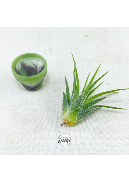 Tillandsia Ionantha Pup (Xs) El Yapımı Minyatür Saksıda Hava Bitkisi Airplant Nadir Bitki