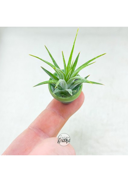 Tillandsia Ionantha Pup (Xs) El Yapımı Minyatür Saksıda Hava Bitkisi Airplant Nadir Bitki