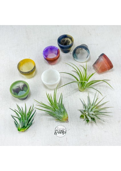 Tillandsia Ionantha Pup (Xs) El Yapımı Minyatür Saksıda Hava Bitkisi Airplant Nadir Bitki