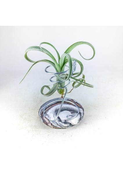 Tillandsia Curly Slim Pup (S) - El Yapımı Dekoratif Standı Ile Hava Bitkisi Airplant