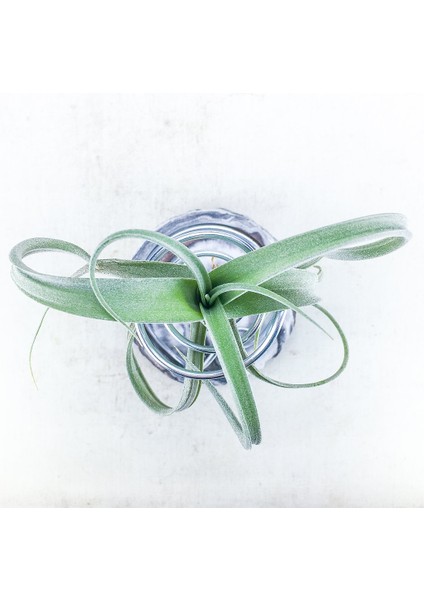 Tillandsia Curly Slim Pup (S) - El Yapımı Dekoratif Standı Ile Hava Bitkisi Airplant