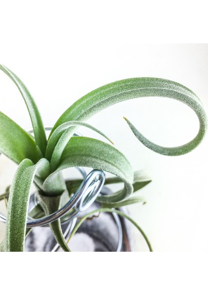 Tillandsia Curly Slim Pup (S) - El Yapımı Dekoratif Standı Ile Hava Bitkisi Airplant